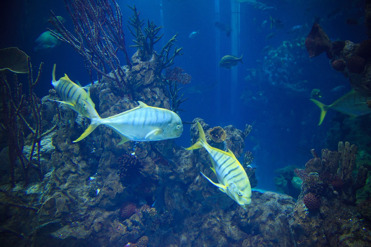 The Effects of Climate Change on Coral Reefs